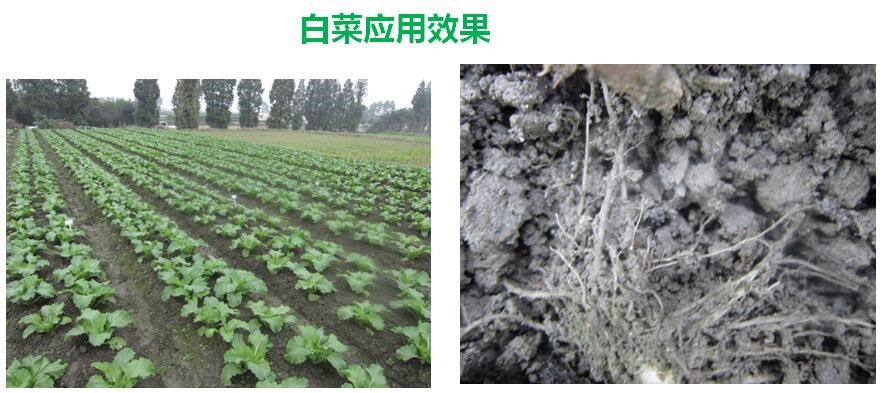 氨基寡糖素 - 植物的免疫衛士，根結線蟲的克星