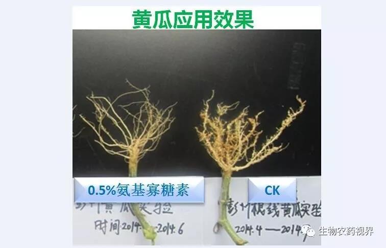 氨基寡糖素 - 植物的免疫衛士，根結線蟲的克星