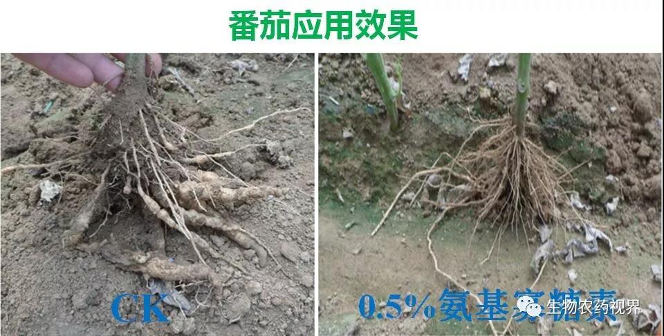 氨基寡糖素 - 植物的免疫衛士，根結線蟲的克星