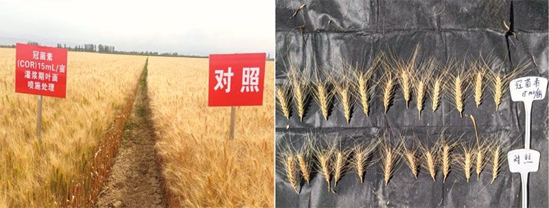 成都新朝陽COR冠菌素入選“2025中國農業(yè)重大新產品”